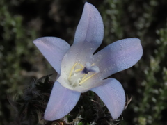 Roella prostrata