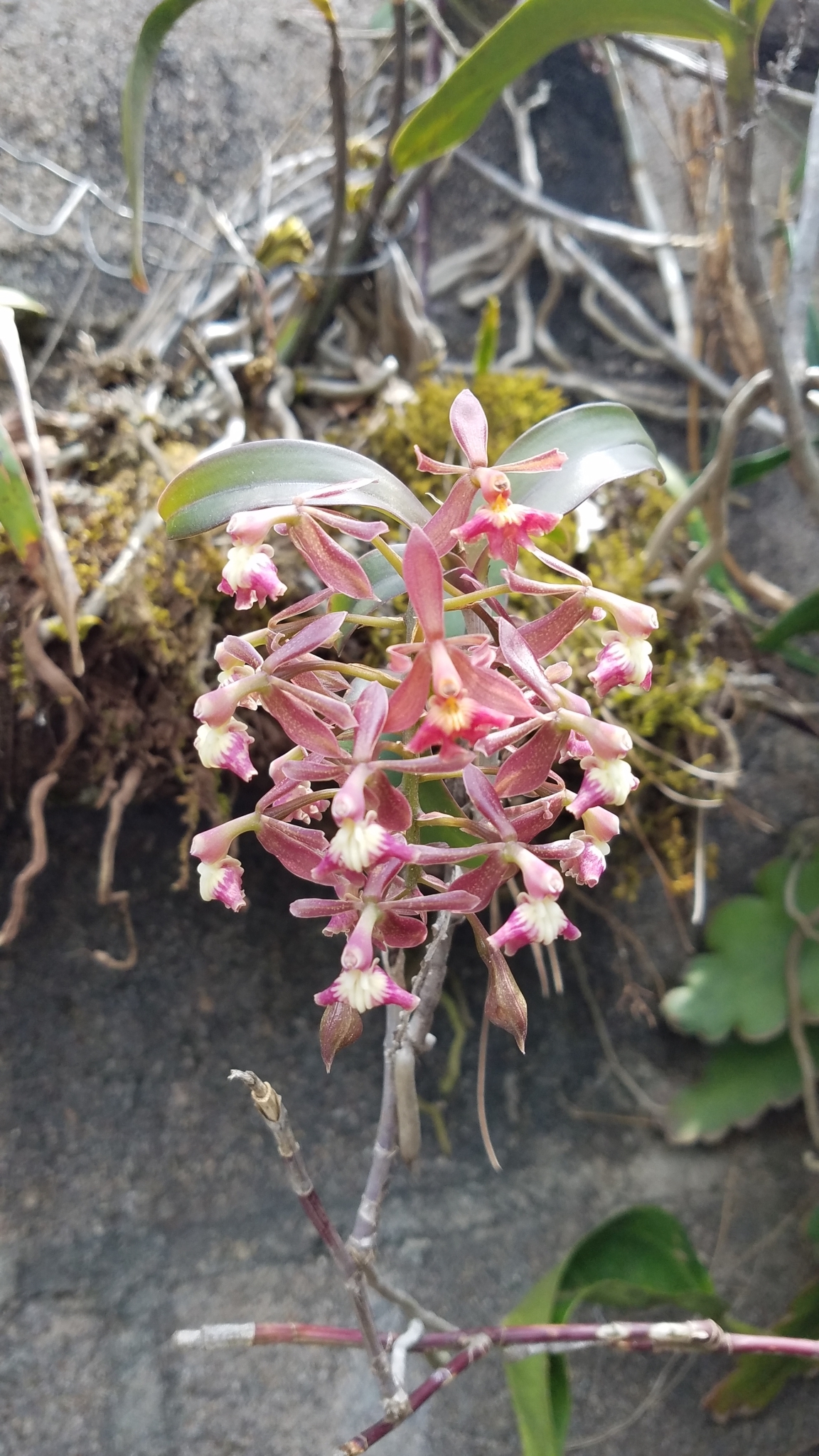 Epidendrum radioferens (Ames, F.T.Hubb. & C.Schweinf.) Hágsater 4
