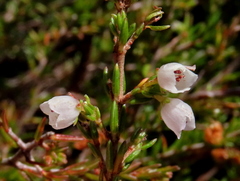 Erica capensis