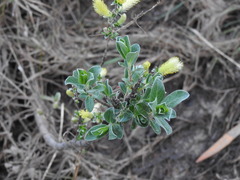 Salix repens argentea