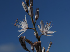 Asphodelus ramosus subsp. distalis image