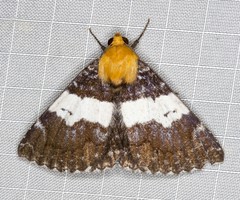 Buzara latizona