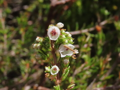 Erica capensis