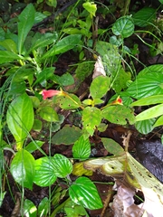 Kohleria inaequalis