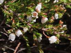 Erica capensis