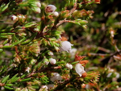 Erica capensis