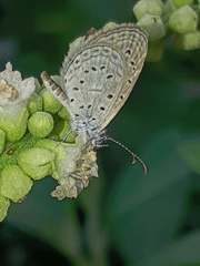 Zizula hylax pygmaea