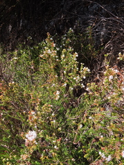 Erica capensis