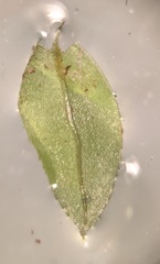 Mnium marginatum