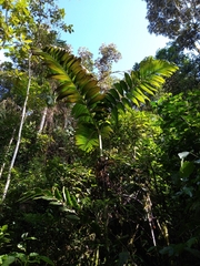 Chamaedorea linearis