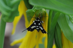 Pseudothyris sepulchralis