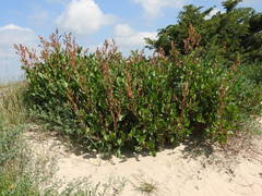 Rumex tingitanus