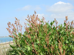 Rumex tingitanus