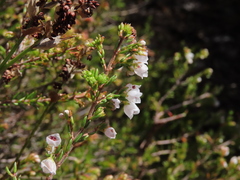 Erica capensis