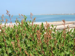 Rumex tingitanus