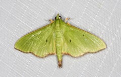 Parotis suralis