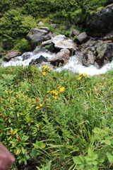 Hieracium prenanthoides