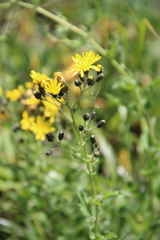 Hieracium prenanthoides