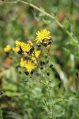 Hieracium prenanthoides