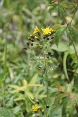 Hieracium prenanthoides