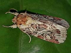Spodoptera picta