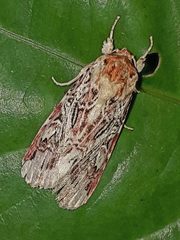 Spodoptera picta