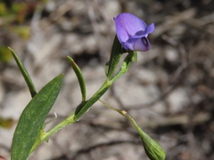 Psoralea monophylla