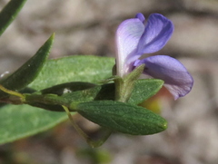 Psoralea monophylla