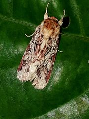 Spodoptera picta