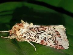 Spodoptera picta