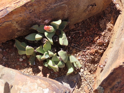 Punctillaria sesquiuncialis N.E.Br. 3
