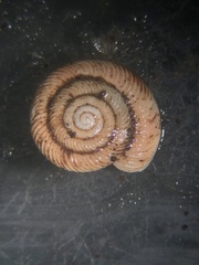 Anguispira strongylodes