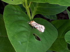 Spodoptera picta