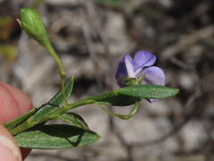 Psoralea monophylla