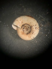 Anguispira strongylodes