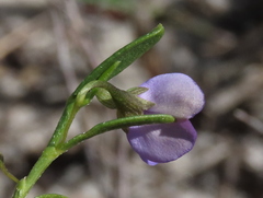 Psoralea monophylla