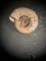 Anguispira strongylodes