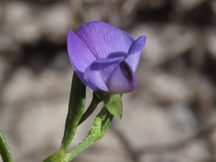 Psoralea monophylla