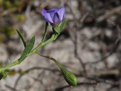 Psoralea monophylla