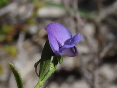 Psoralea monophylla