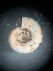 Anguispira strongylodes