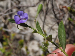 Psoralea monophylla