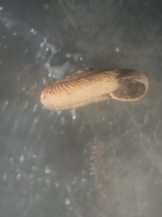 Anguispira strongylodes