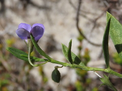 Psoralea monophylla