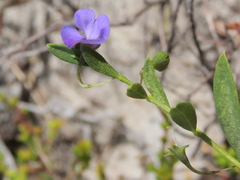 Psoralea monophylla