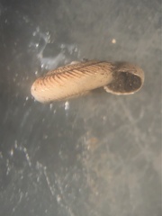 Anguispira strongylodes