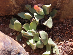 Pleiospilos compactus canus