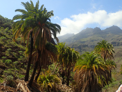 Phoenix canariensis image