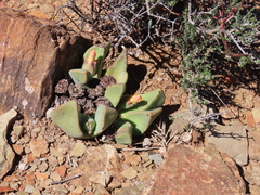 Pleiospilos compactus canus