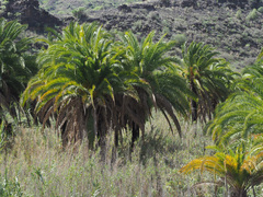 Phoenix canariensis image